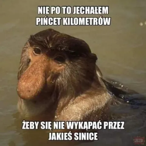 Nosacz i sinice