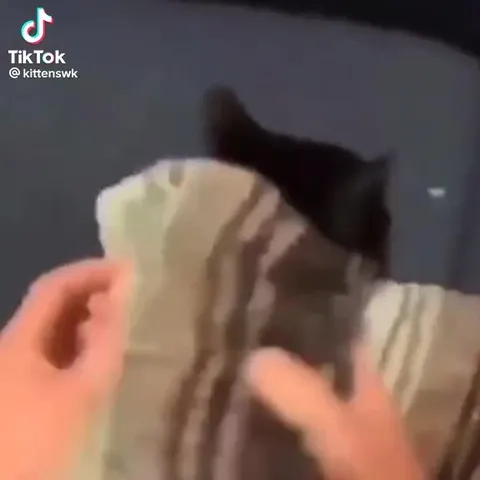 Котики попадают в ритм