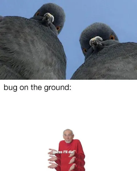 Bug on the Ground