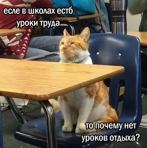 Кот спрашивает про уроки отдыха