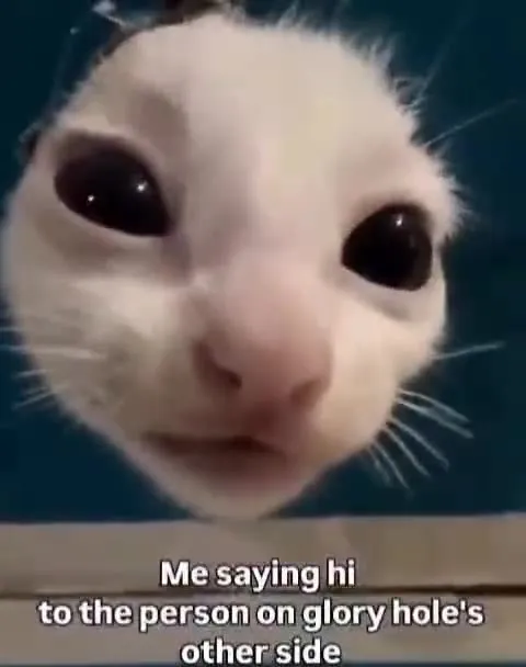 Cat Saying Hi Through Glory Hole