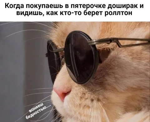 Кот осуждает Роллтон