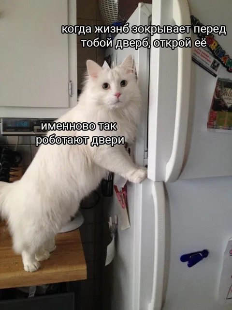 Кот открывает закрытую дверь
