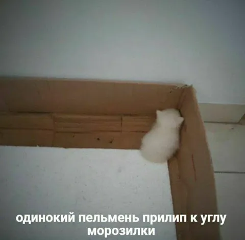 Одинокий пельмень в морозилке