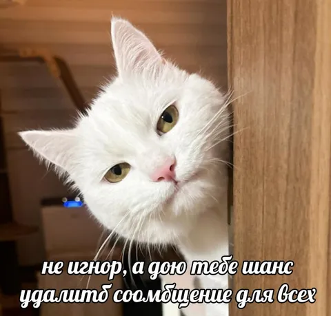 Кот даёт шанс удалить сообщение