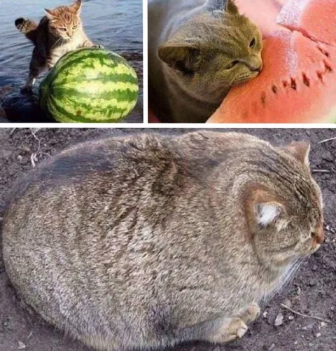 Коты и арбузы