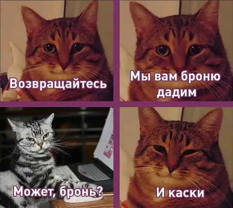 Коты предлагают броню и каски