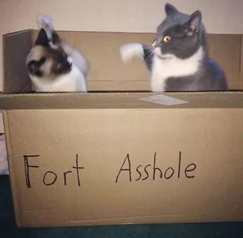 Cats in Fort Asshole