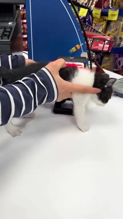 Котёнок на кассе