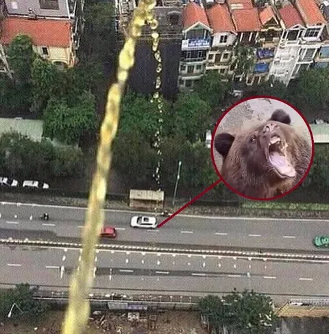 Медведь писает с высоты