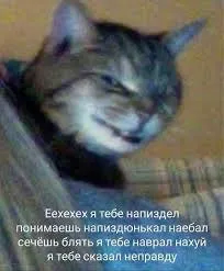 Кот сказал неправду