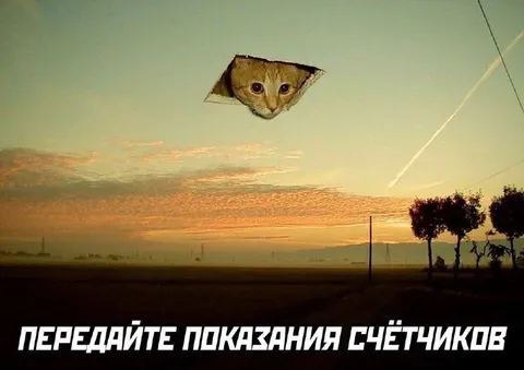 Кот передаёт показания счётчиков
