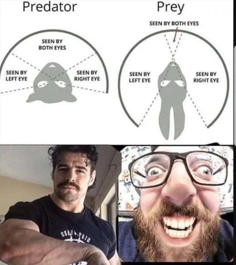 Predator and Prey Vision