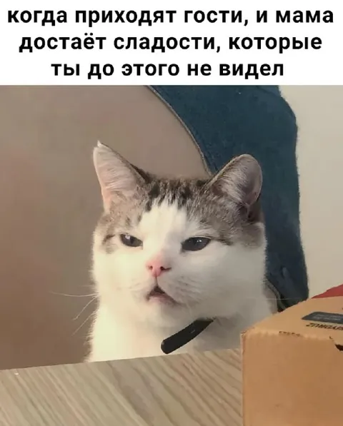Кот узнал про спрятанные сладости