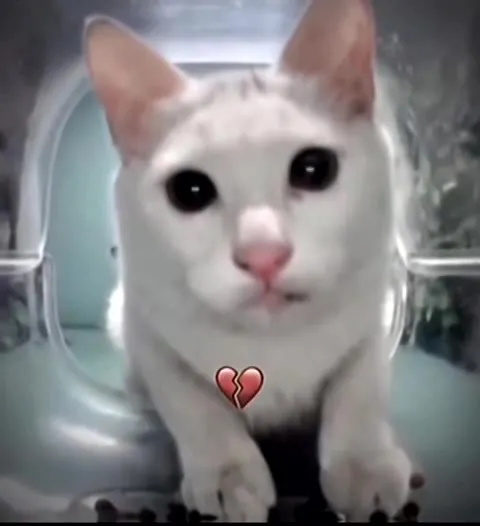 Кот разбивает сердце