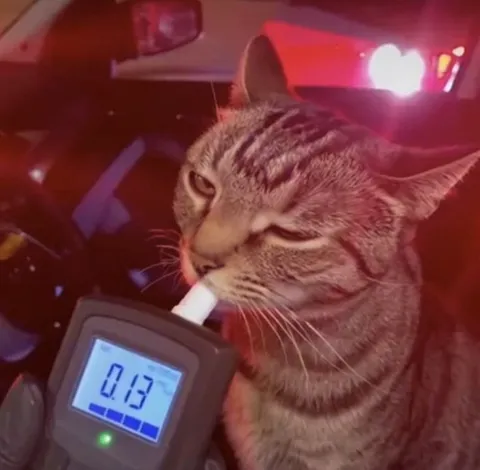Кот не прошёл алкотестер