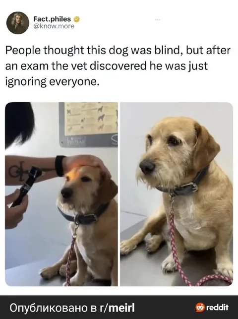 Dog Ignoring Everyone