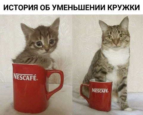 Кот вырос, кружка уменьшилась