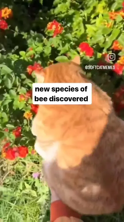 New Species of Bee Discovered