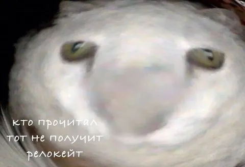 Кот и несбывшийся релокейт