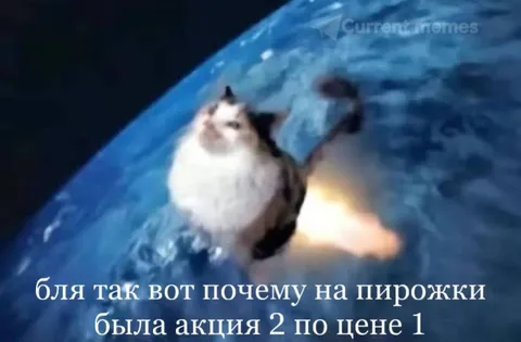 Кот после акции на пирожки