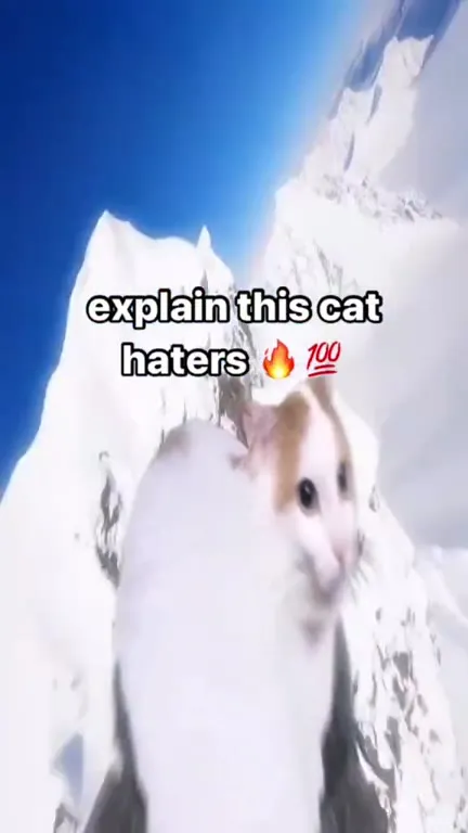 Explain This Cat Haters