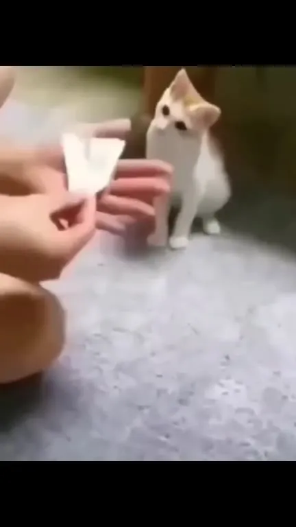Кот не оценил фокус