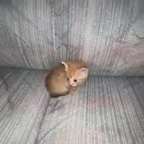 Котёнок превращается во взрыв