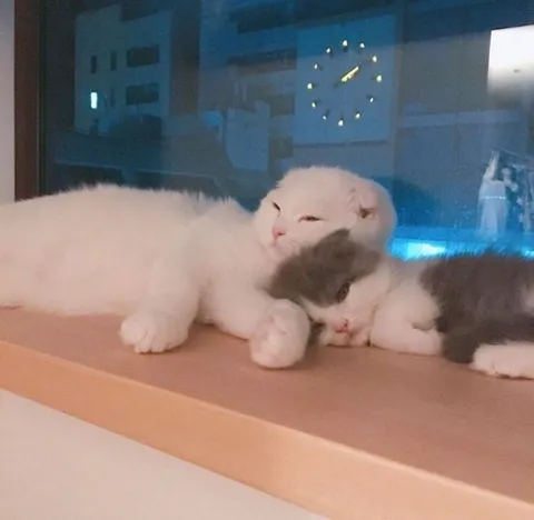 Котики спят в обнимку