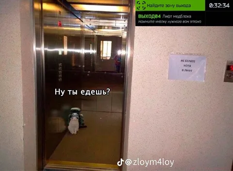 Кот едет в лифте
