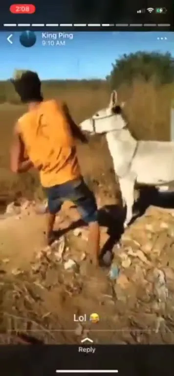 Donkey Kicks Him Into a Ditch
