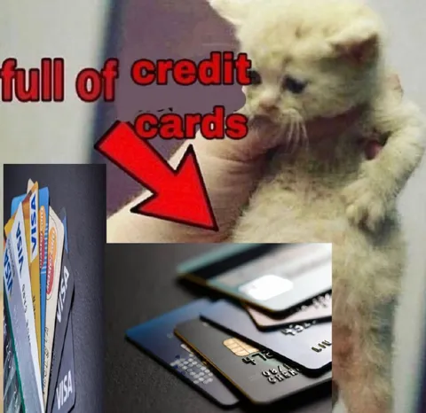 Kitten Full of Credit Cards