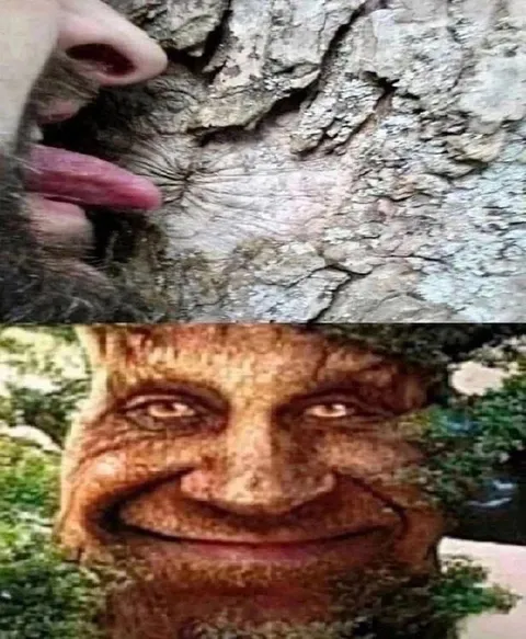 Лижешь дерево и видишь это