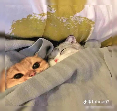 Котята прячутся под одеялом