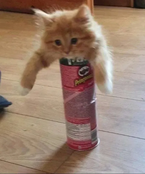 Котёнок в банке