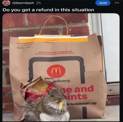 Squirrel Steals the McDonald's Order