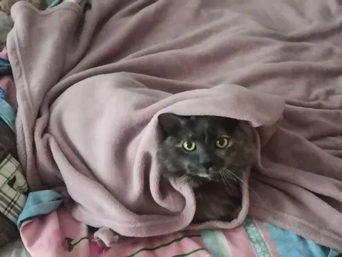 Кот под розовым пледом