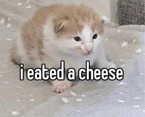 I Ate a Cheese Cat