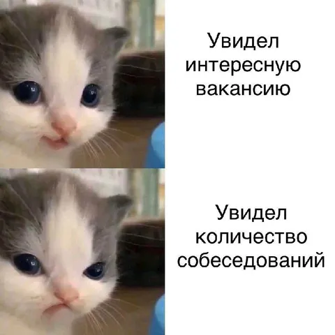 Котёнок и собеседования