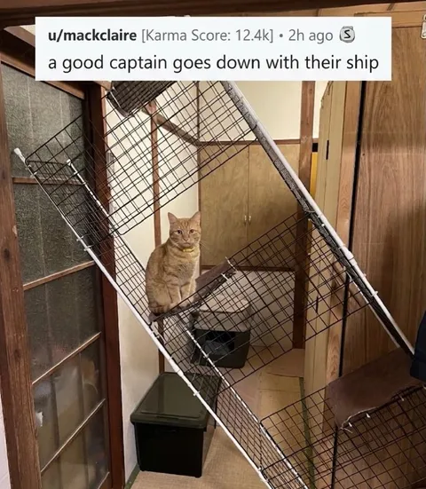 Cat Goes Down With Its Ship