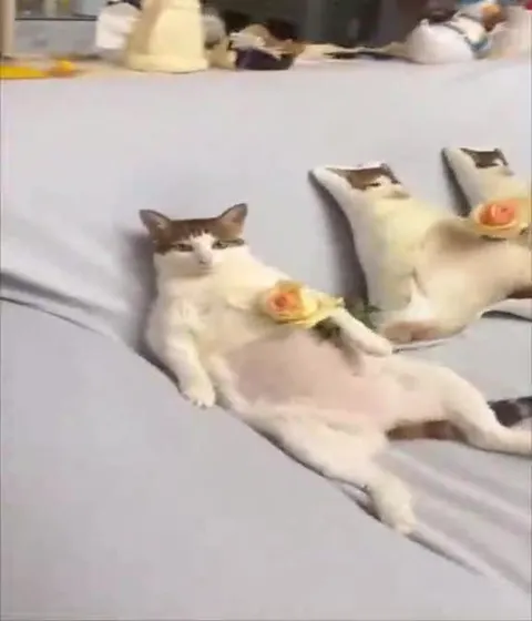 Коты на кровати с розами