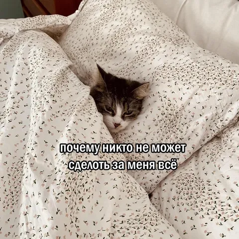 Кот, который хочет всё сразу