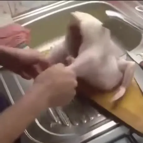 Кричащая корова на кухне