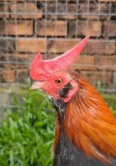 Курица с огромным гребнем