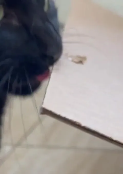 Кот печатает языком
