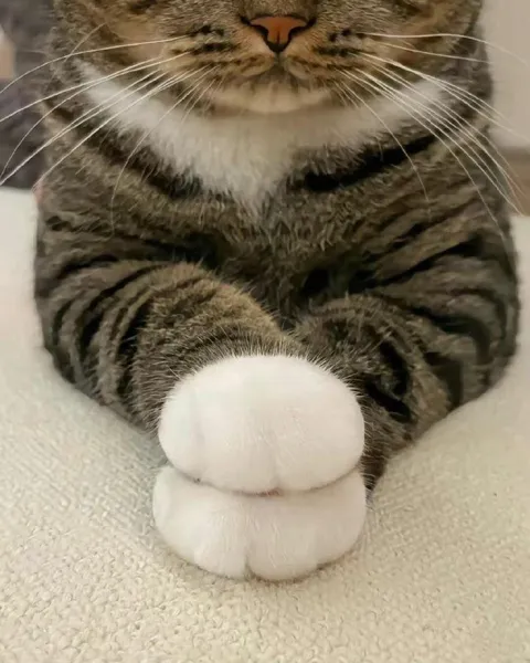 Кот показывает белые лапки