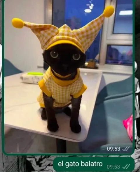 El gato Balatro