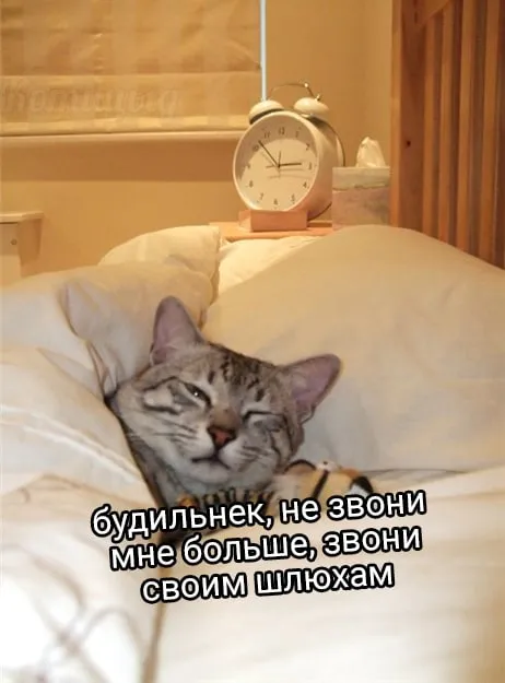 Кот посылает будильник к шлюхам