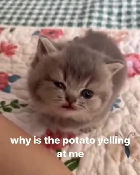 Why Is the Potato Yelling