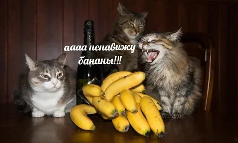 Кот ненавидит бананы